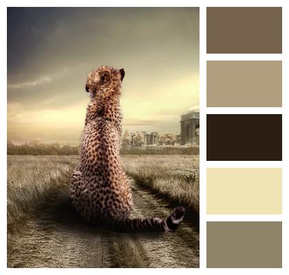 Cheetah Animal Portrait Animal Image